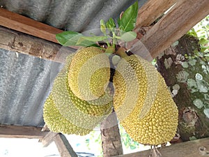 Artocarpus heterophyllus Delicious sweet fruit,jack fruit