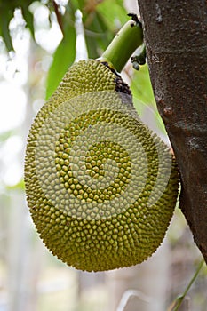 Artocarpus heterophyllus fruit