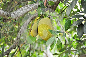 Artocarpus heterophyllus, A heterophyllus or jackfruit