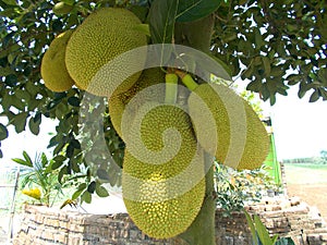 Artocarpus heterophyllus jackfruit