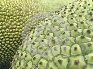 Artocarpus Heterophyllus, Jackfruit Fruits for Sale in Manhattan, New York, NY.