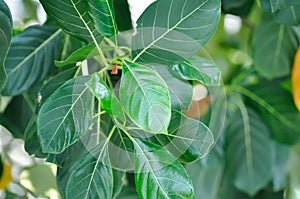 Artocarpus heterophyllus Lam, A heterophylla or jackfruit or jackfruit tree