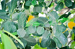 Artocarpus heterophyllus Lam, A heterophylla or jackfruit or jackfruit tree and sky