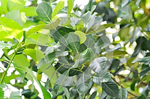 Artocarpus heterophyllus Lam, A heterophylla or jackfruit or jackfruit tree and sky