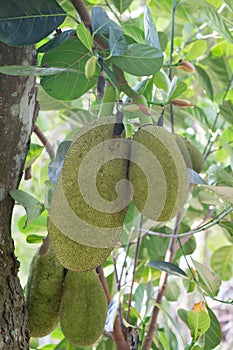 Artocarpus heterophyllus Lam,Jackfruit