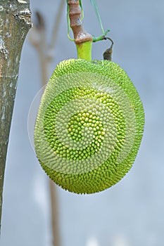 Artocarpus heterophyllus Lam or MORACEAE , jackfruit seed