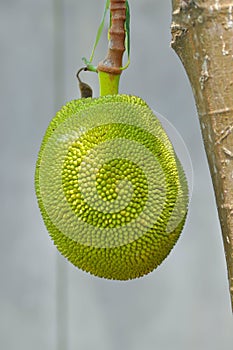 Artocarpus heterophyllus Lam or MORACEAE , jackfruit seed