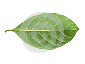 Artocarpus heterophyllus leaf