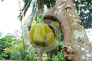 Artocarpus heterophyllus, widely known as jackfruit.