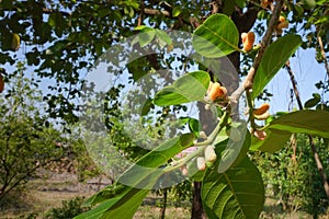 Artocarpus lacucha fruit