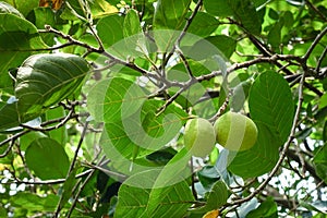 Artocarpus lacucha fruit