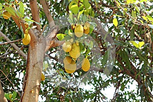 Artocarpus plant