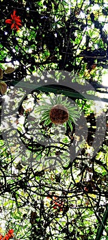 Artocarpus Plant photo