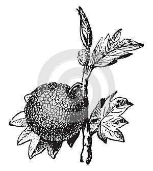 Artocarpus, vintage engraving