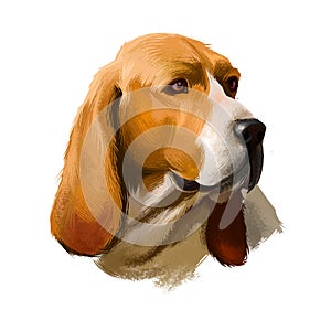 Artois Hound dog digital art illustration isolated on white background. Artois Hound is a rare breed of dog, and a