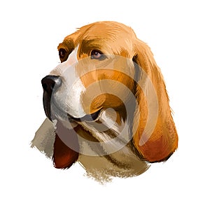 Artois Hound dog digital art illustration watercolor hand drawn pet. Artois Hound is a rare breed of dog, and a descendant of the