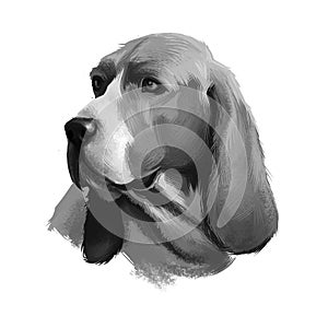 Artois Hound dog digital art watercolor illustration, pet loss concept. Artois Hound is a rare breed of dog, and a descendant of