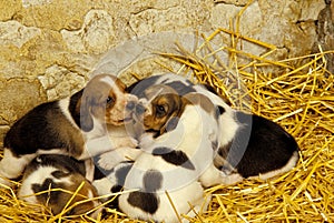 Artois Hound Dog, Pup standing on Straw