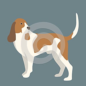 Artois hound dog vector illustration