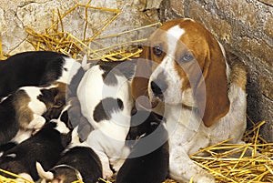 Artois Hound, Mother and Pups suckling