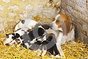 Artois Hound, Mother and Pups suckling