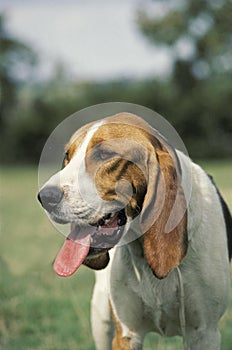 Artois Hound, Portrait of Adult with Tongue out