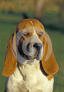 Artois Hound, Portrait of Dog