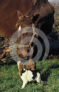 Artois Hound, Pup with Horse