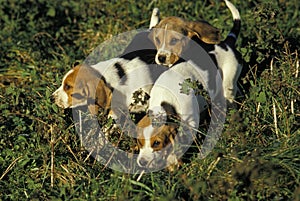 Artois Hound, Puppies