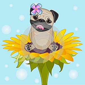 Ð¡artoon Pug Dog