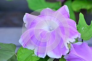 Arts of morning glory in Japanese style