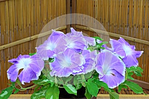 Arts of morning glory in Japanese style