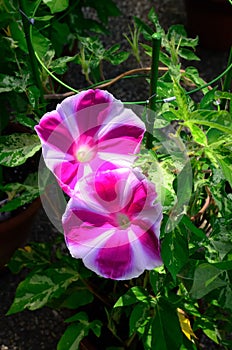 Arts of morning glory in Japanese style