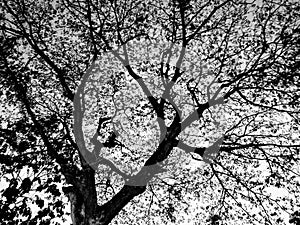 Arts of the tree darktone
