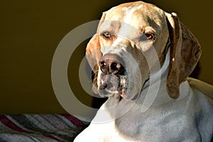 Artu, portrait English pointer in interior photo