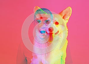 Artwork with cute little corgi dog and silhouette of man isolated over pink background with glitch effect. Concept of