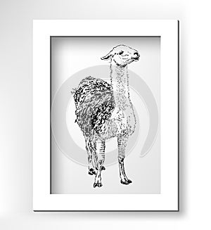 Artwork lama, digital sketch of animal, realistic
