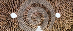 Artwork of pine cone circles in land art style