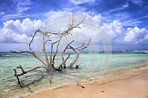 Aruba: Baby beach photo