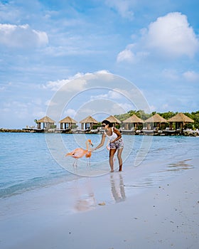 Aruba beach with pink flamingos at the beach, flamingo at the beach in Aruba Island Caribbean