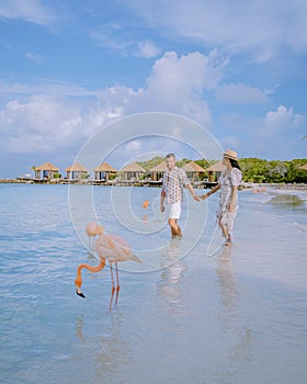 Aruba beach with pink flamingos at the beach, flamingo at the beach in Aruba Island Caribbean