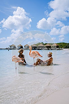 Aruba beach with pink flamingos at the beach, flamingo at the beach in Aruba Island Caribbean