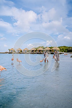 Aruba beach with pink flamingos at the beach, flamingo at the beach in Aruba Island Caribbean