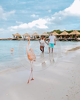 Aruba beach with pink flamingos at the beach, flamingo at the beach in Aruba Island Caribbean