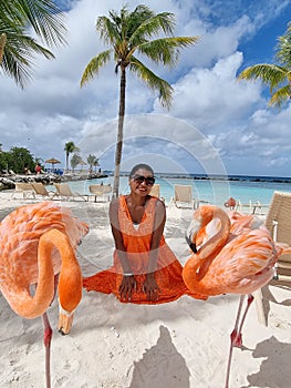 Aruba beach with pink flamingos at the beach, flamingo at the beach in Aruba Island Caribbean