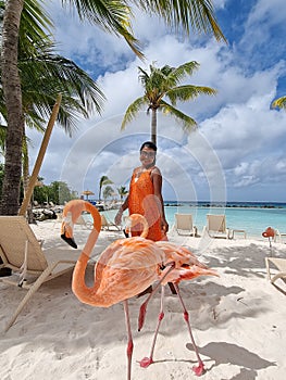 Aruba beach with pink flamingos at the beach, flamingo at the beach in Aruba Island Caribbean