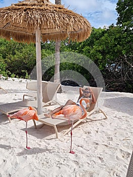 Aruba beach with pink flamingos at the beach, flamingo at the beach in Aruba Island Caribbean