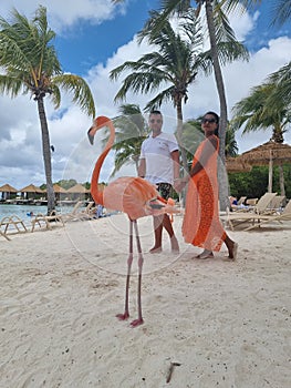 Aruba beach with pink flamingos at the beach, flamingo at the beach in Aruba Island Caribbean