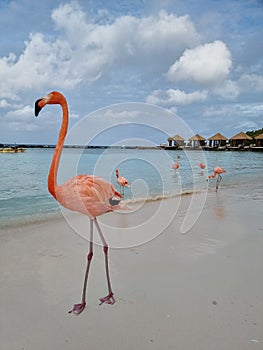 Aruba beach with pink flamingos at the beach, flamingo at the beach in Aruba Island Caribbean