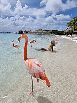 Aruba beach with pink flamingos at the beach, flamingo at the beach in Aruba Island Caribbean